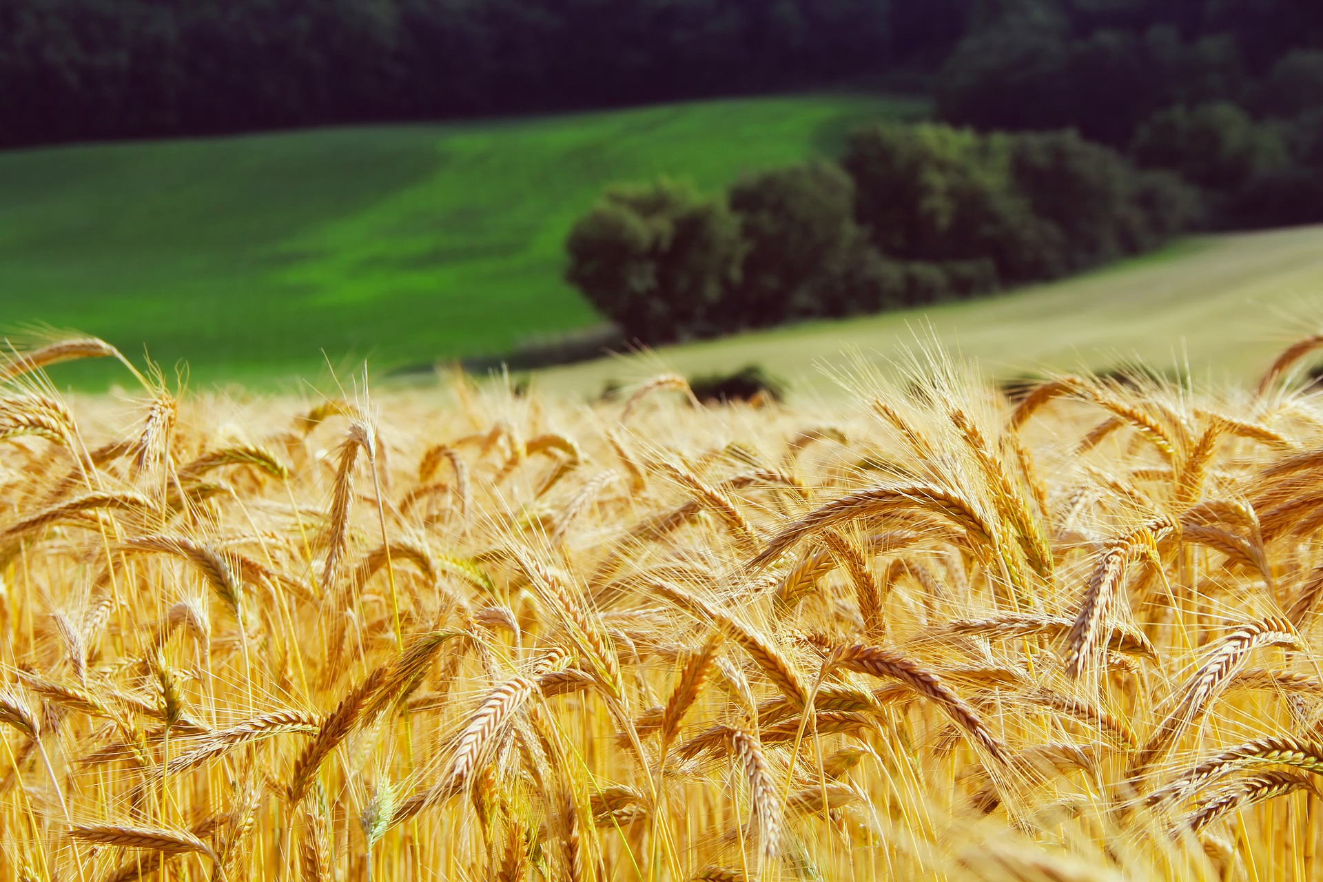 Wealth Preservation with Canadian Farmland