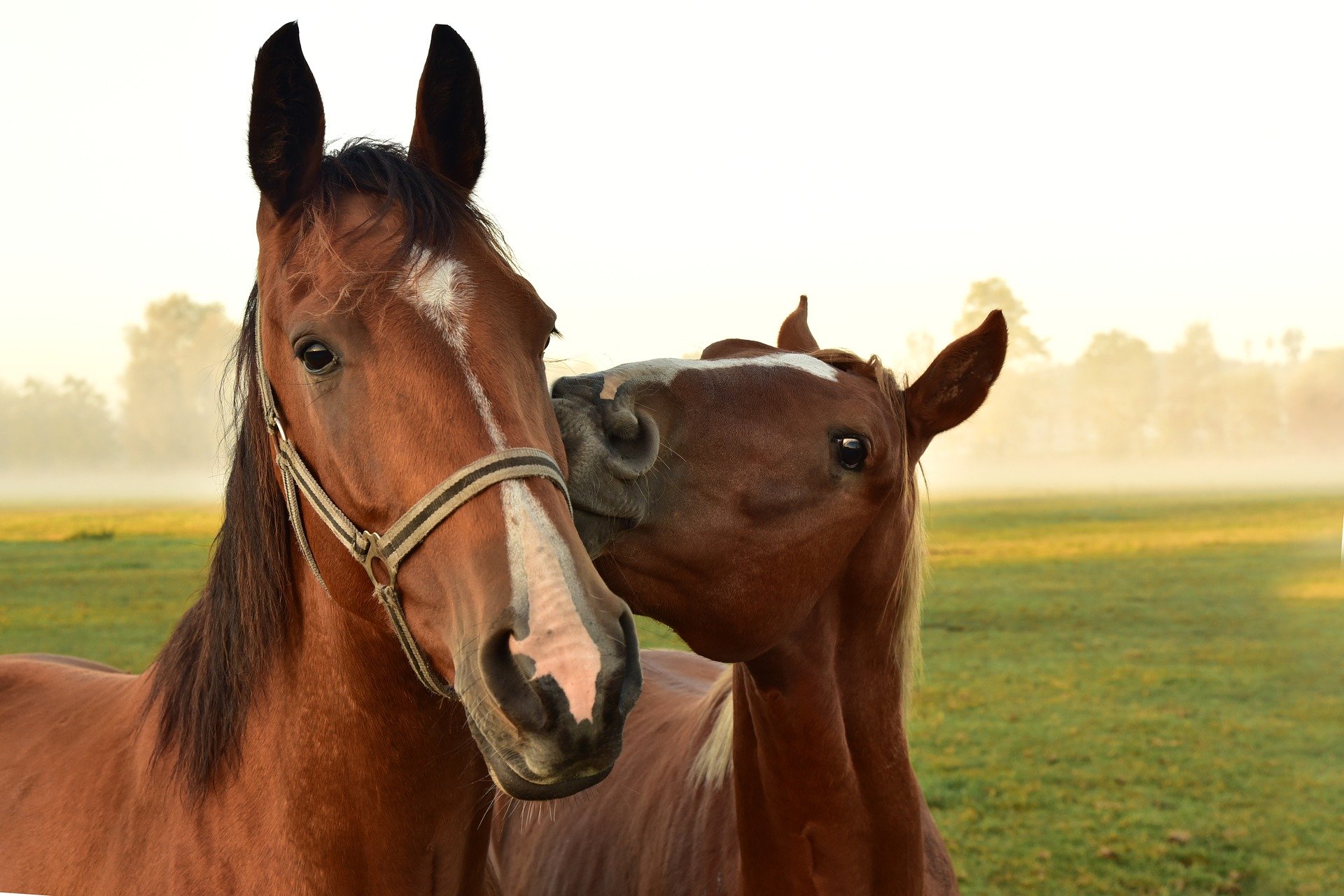 The 6 Best Places to Buy A Horse Farm in Ontario