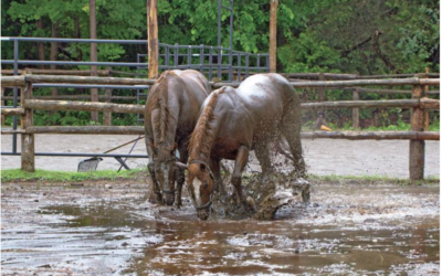 8 Things Not to Overlook When Viewing Horse Farms