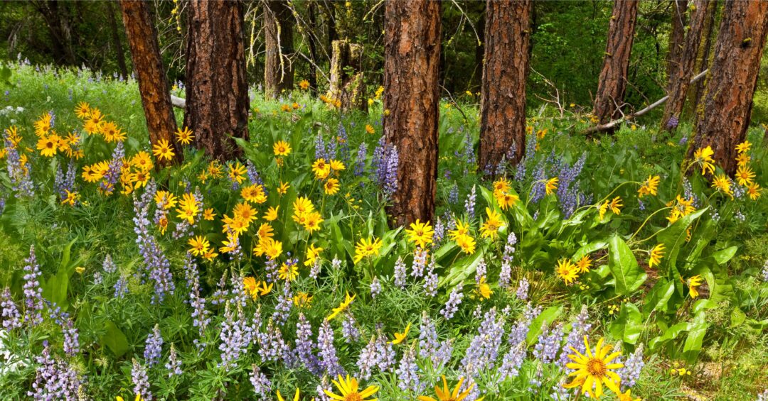 naturalized yard